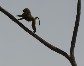 BABOON